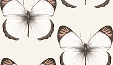 Andrea Rossi Cheradi 54401-2