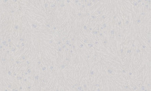 Studio Italia Collection Tesoro TS10022
